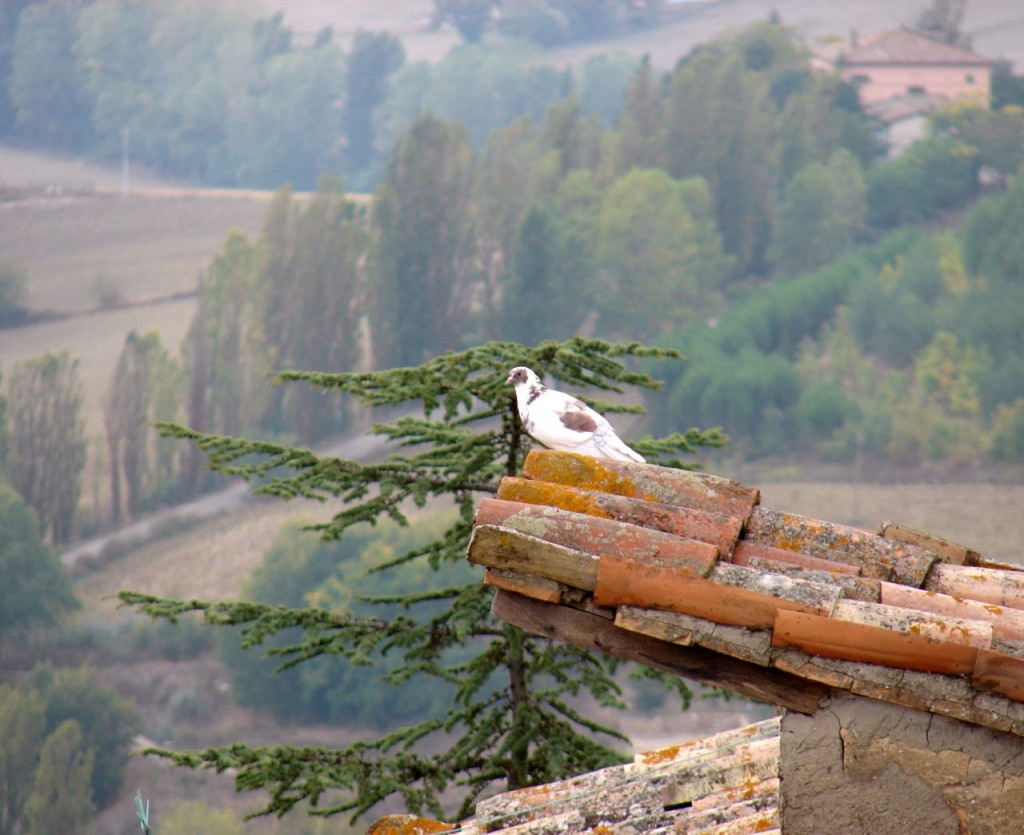Bird over Montone by La Fattina