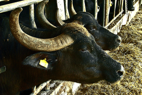 Black water buffalo whose milk is used to make mozzarella by Luana Spagna