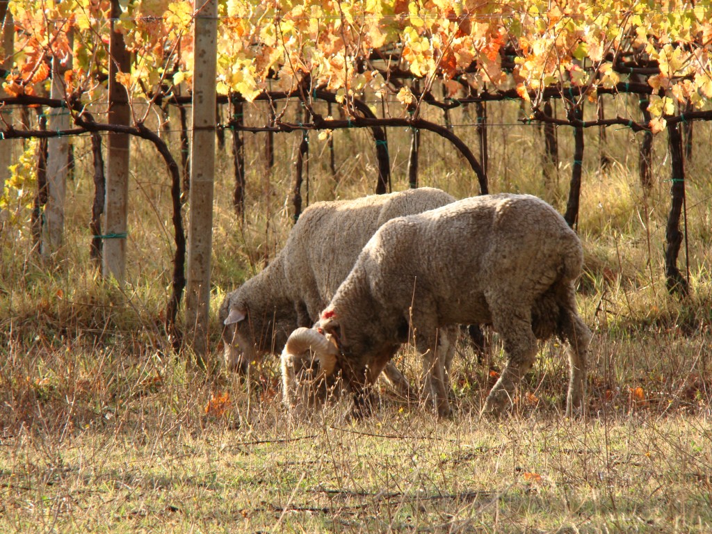 Sheep by La Fattina