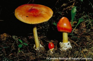 Caesar's mushroom by Carolina Biological Supply Company
