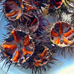 Sea urchin by Ametxa