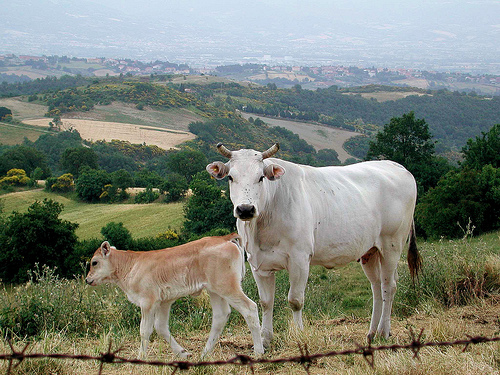 Chianina cattle by Monica Arellano-Ong