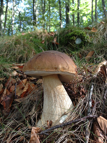 Common porcini mushroom by Mauri Mongider