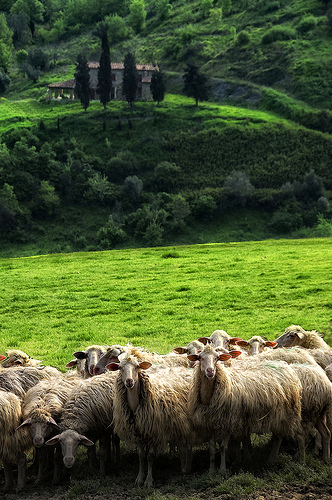 Sheep by Carlo Tardani