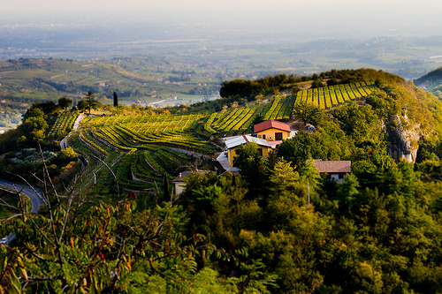 Valpolicella vineyards by Ryan Opaz