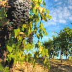 Vines in Chianti by Francesco Sgroi
