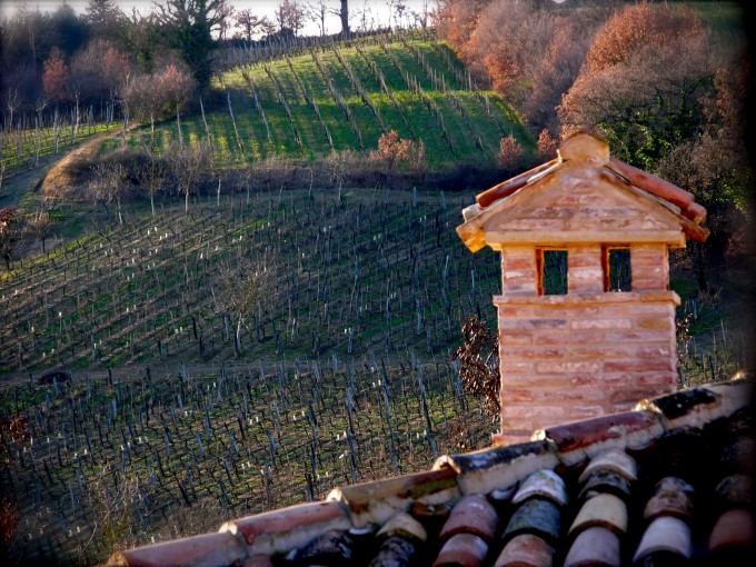 Vineyard by Marco Ferracuti