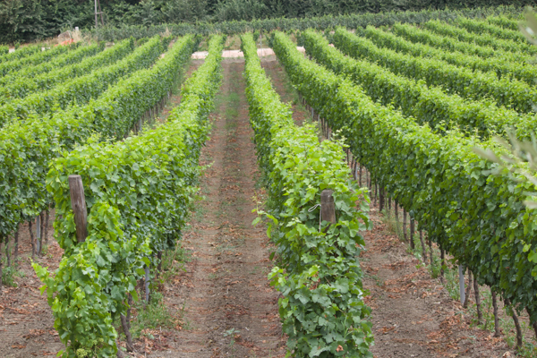 Vines of Incrocio Manzoni