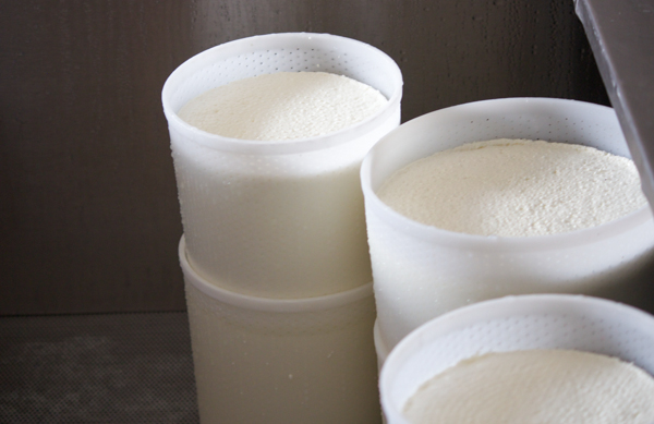 Ricotta placed in perforated containers