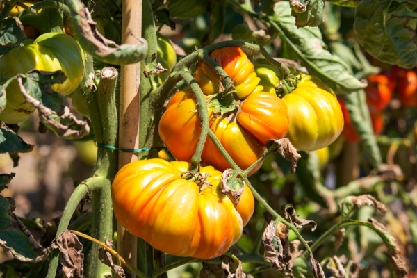 Tomatoes grown at Trattoria Visconti