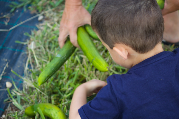 My son picking cucumbers on a farm in Solferino