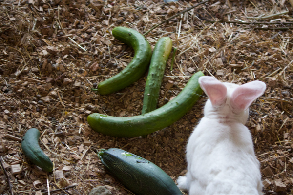 Feeding the rabbits the cucumbers