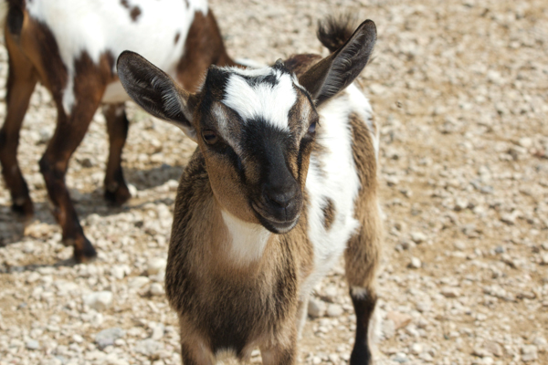 Feeding kid goats at Parco Natura Viva