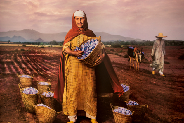 A Moroccan saffron farmer