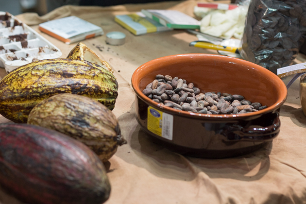 Cocoa fruit and cocoa beans