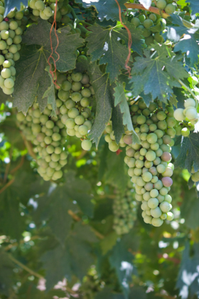 The I Quadretti vineyard of La Giaretta