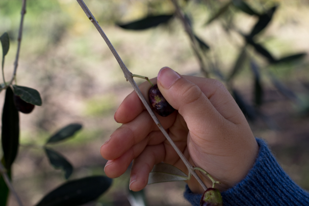 My son picking olives