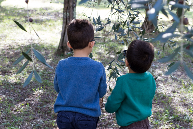 The brothers picking olives