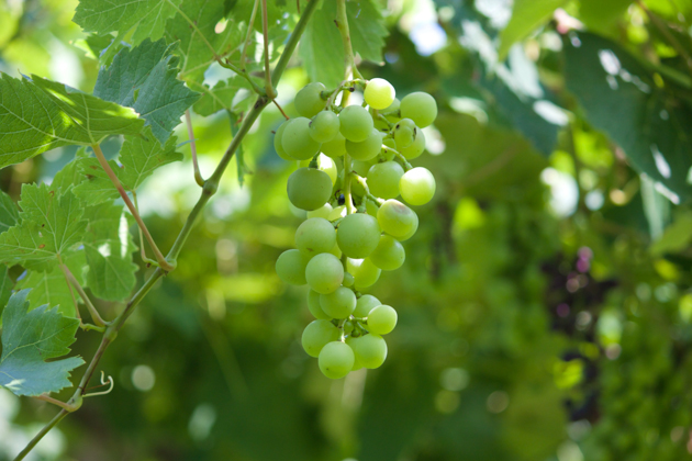 Carmenere grapes, the secret ingredient in San Leonardo