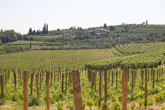Allegrini vineyards surrounding Villa della Torre