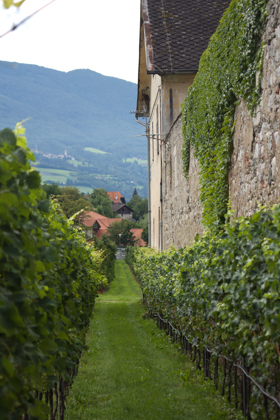 The monastery vineyards
