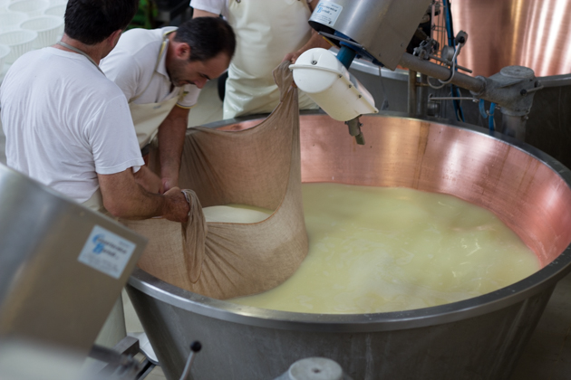 The curd being collected in linen cloth