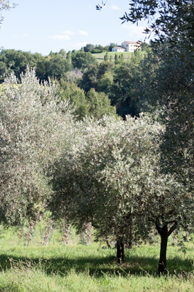 Olive groves leading down to the pool