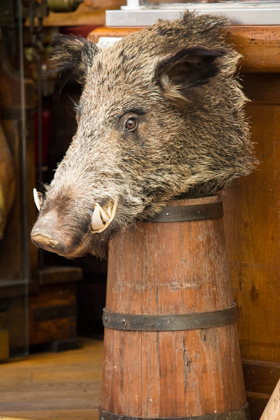 WIld boar heads