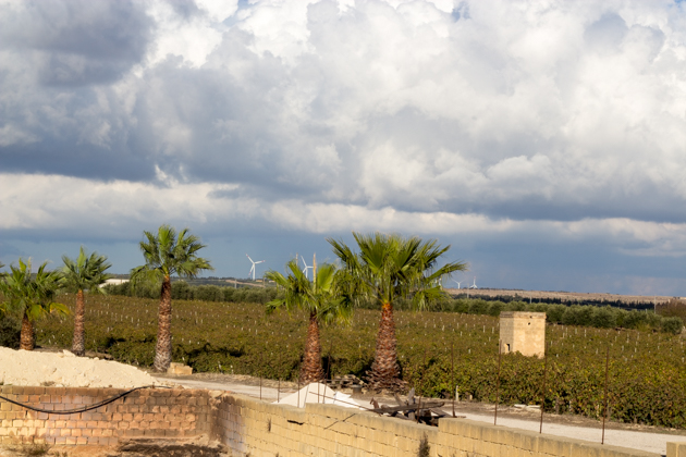 Marsala vineyards