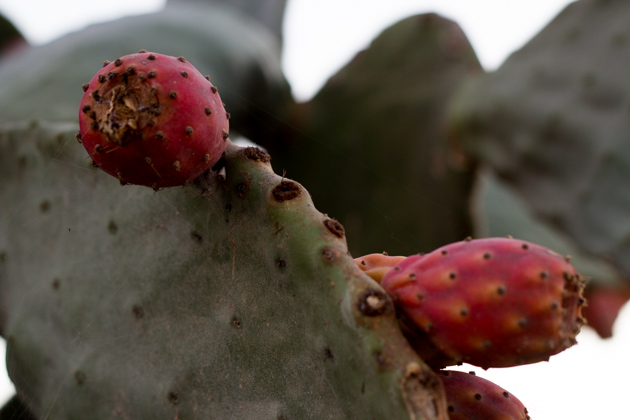Cactus fruit growing wild