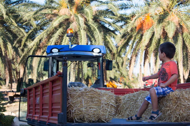 Going for a tractor ride through the olive trees
