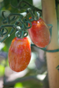 tomatoes, pedulum 4- lombardia