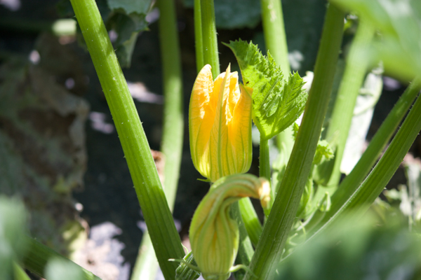 zucchini flower 2, lombardia