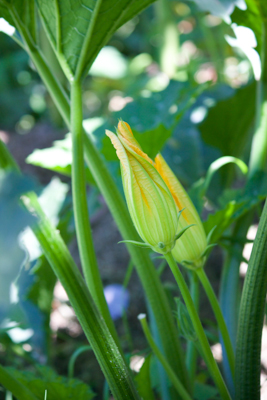 zucchini flowers 3- lombardia
