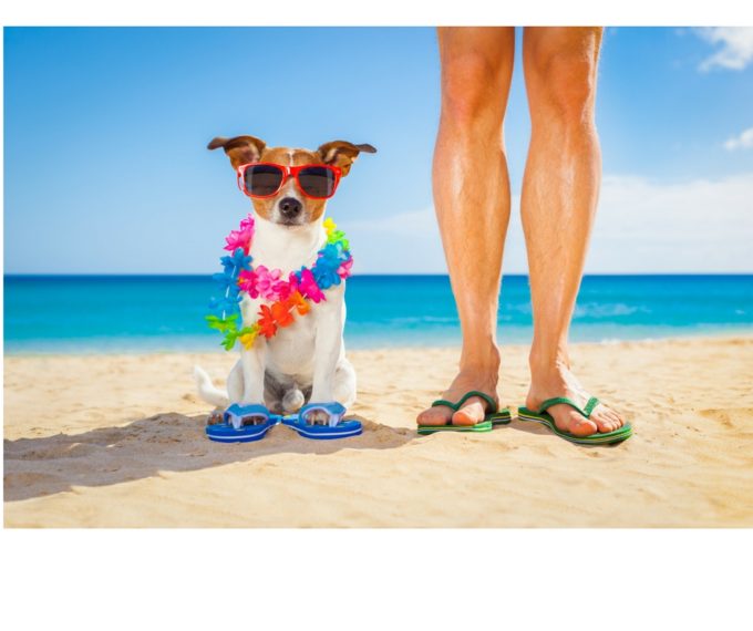 summertime dog on beach