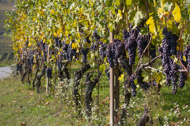 Grapes hang heavy on the vines