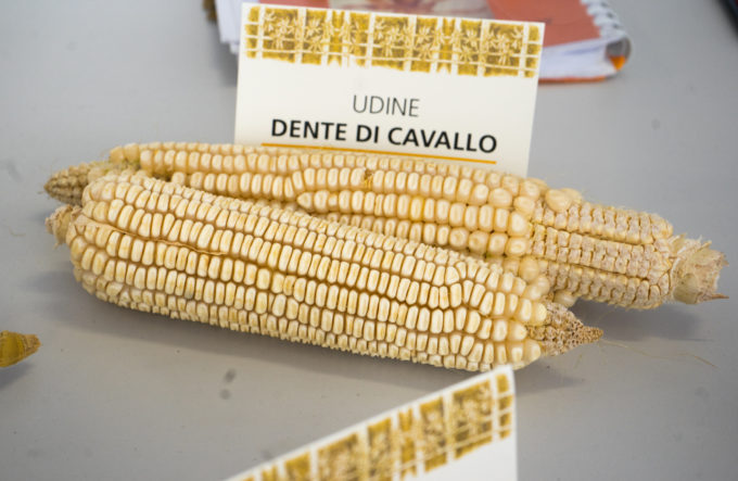 Dente di cavallo: A Friulian white corn variety called "horse's teeth"