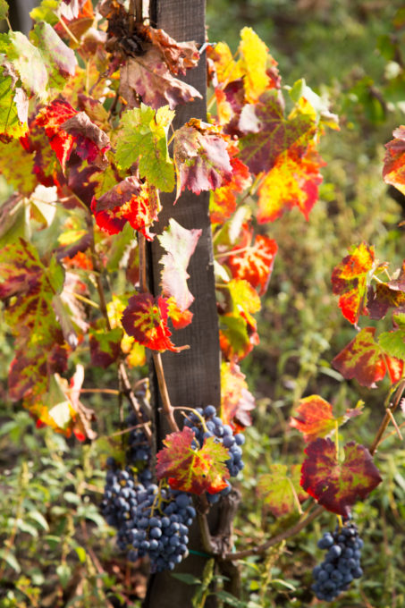 The auburn vines of the nerello cappuccio grape