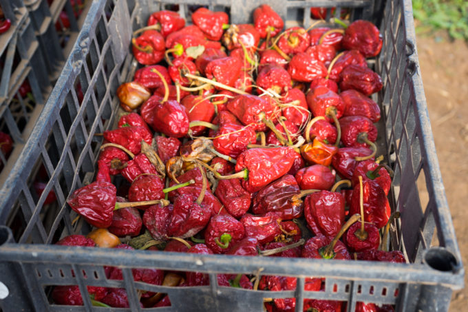 The round spicy chillies, being left to dry.