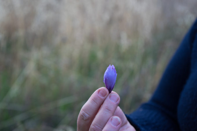 Demonstrating how to twist open a crocus sativus bud: step 1- grab the bud by its base
