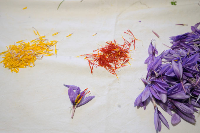 Red saffron stigma, the yellow stamen and the purple petals