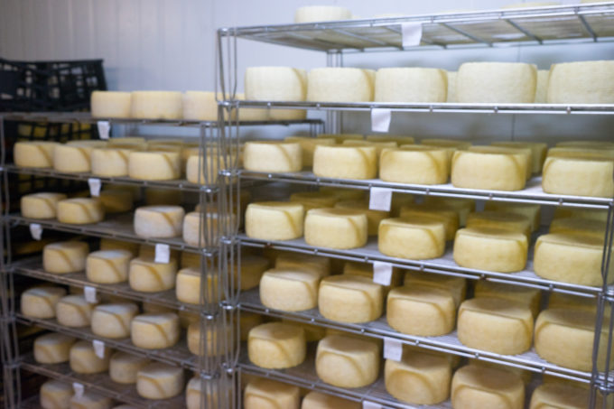 Aging the cheeses