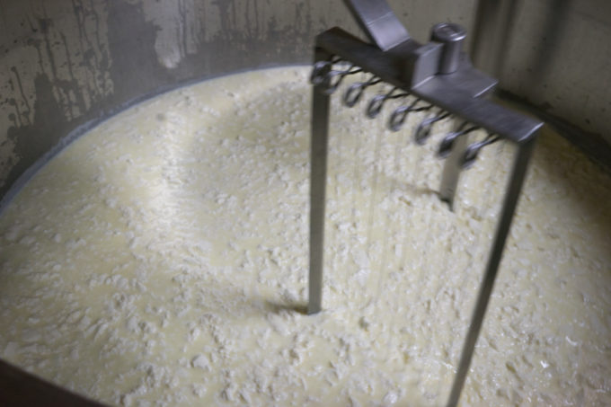 The curds beginning to form in the milk