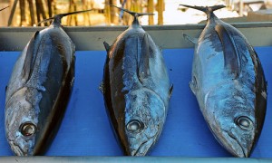 Tuna, albacore (Alalunga) (Thunnus alalunga)