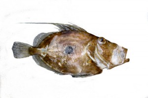John Dory / St. Pierre / Peter’s Fish (Pesce San Pietro / Sampietro / Pesce cetra / Pesce gallo) (Zeus faber)