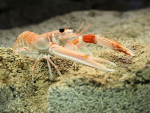 Langoustine by Hans Hillewaert