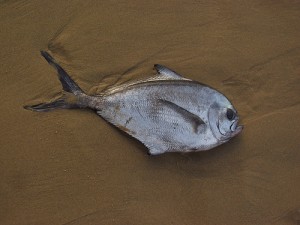 Pomfret (Pesce castagna) (Brama brama)