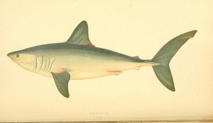 Shark (Squalo / Palombo / Vitello di mare, Smeriglio, Spinarolo, Squalo volpe, Verdesca) (Mustelus mustelus, Lamna nasus / Isurus oxyrinchus, Squalus acantias, Alopias vupinus, Prionace glauca) 
