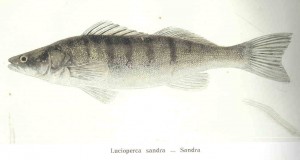 Zander (Lucioperca/Sandra) (Sandra lucioperca)