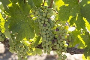 Merlot grapes destined to become Masseto wine